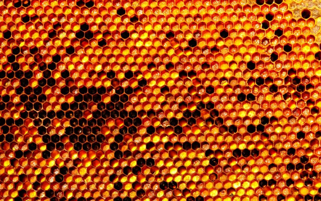 “Apiterapia: Słodka Moc Pszczół, Źródło Zdrowia i Inspiracji”